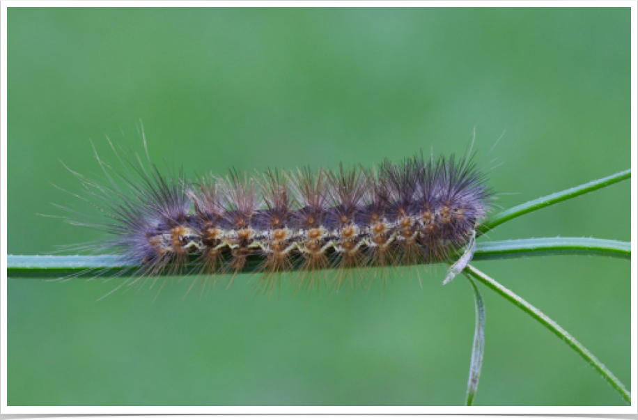 Estigmene acrea
Salt Marsh Caterpillar
Choctaw County, Alabama